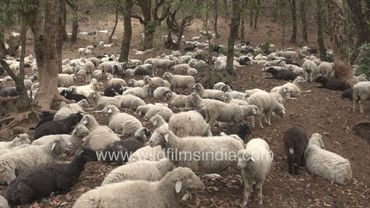 Sheep herd plunder and pillage middle Himalayan hills on their winter migration, ruining undergrowth