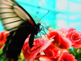 Заставка канала Russia Today