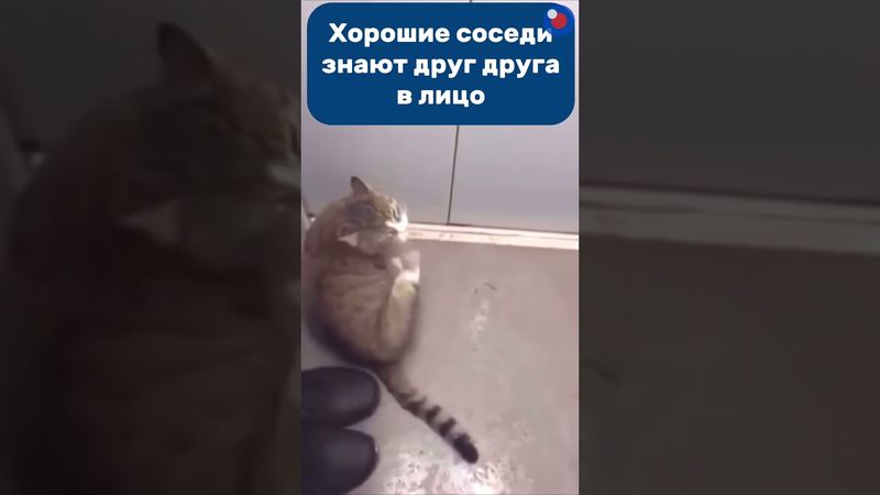 Встретить в лифте вежливых соседей — это маленький знак, что день будет прекрасным 😽🫶