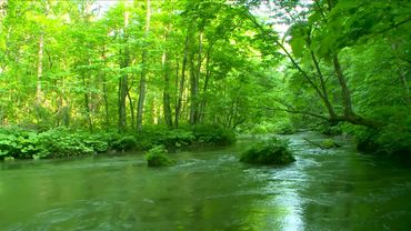 4k UHD Forest River Flowing Sound. River Sounds, White Noise, Water Sounds for Sleeping 10 hours.