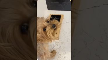 Реакции разных пород собак на диету😅