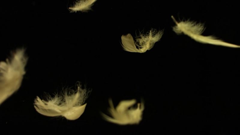 Falling Feathers