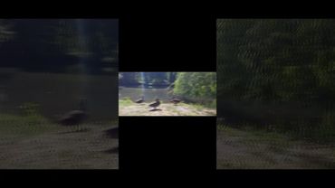 Тварини не повинні бути всередині зоопарків.