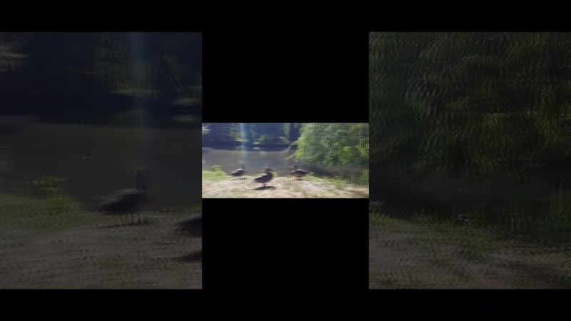 Тварини не повинні бути всередині зоопарків.