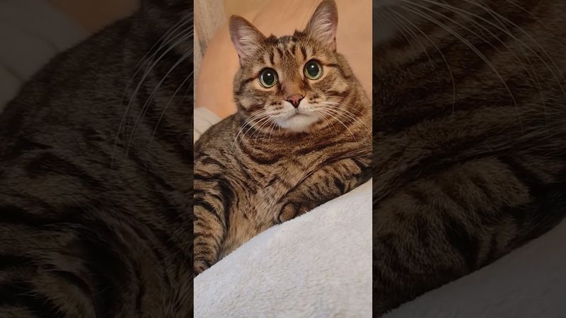 Молоко 🥛🙀🤔🤣 #cat #кот #юмор #котушка #приколы #цитаты #смех