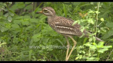 What a gentle wonderful old world shy creature: Eurasian Stone Curlew at Wilderness Orchard in Delhi