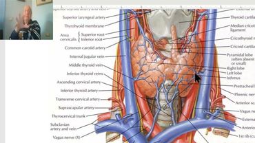 Anatomy of head and neck module in Arabic 63 (Thyroid gland , part 4) , Dr. Wahdan