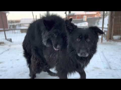 Вязка собак на морозе / Спонтанная вязка Геркулеса / Mating dogs in the cold (German shepherd)
