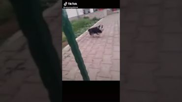 perro gritando original sin reversa!!