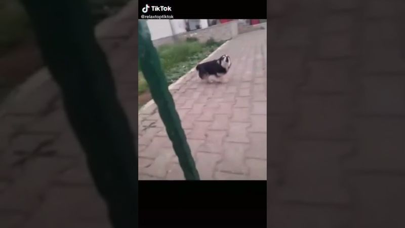 perro gritando original sin reversa!!