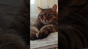 Чеснок 🧄🙀😉🤣 #cat #кот #юмор #котушка #приколы #цитаты #смех