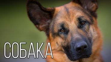 История Появления Собаки: Интересные факты про собак