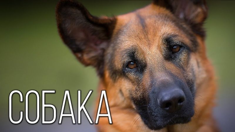 История Появления Собаки: Интересные факты про собак