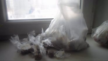 9  Стратификация семян в холодильнике  Спасительная обрезка саженцев по Железову