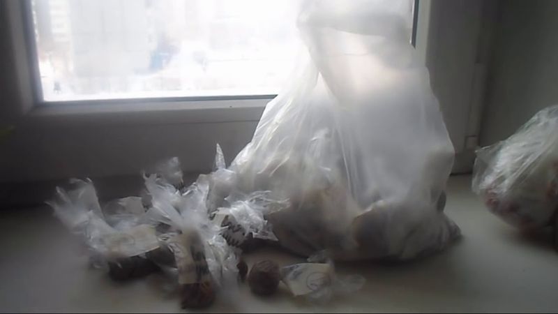 9  Стратификация семян в холодильнике  Спасительная обрезка саженцев по Железову