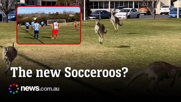 Kangaroos stop soccer game by invading pitch