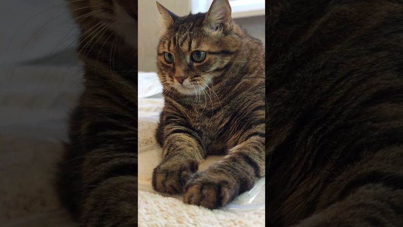 Всё таки нравится 🐱😉🤔❤#cat #кот #жизнь #life #котушка #цитаты #нравится