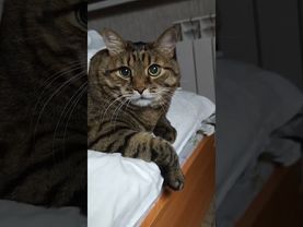 Пропить железо 🤔🙀😉🤣  #cat #кот #юмор #приколы #цитаты