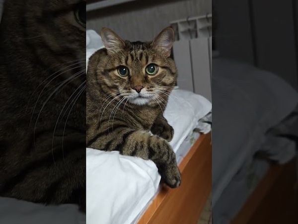 Пропить железо 🤔🙀😉🤣  #cat #кот #юмор #приколы #цитаты