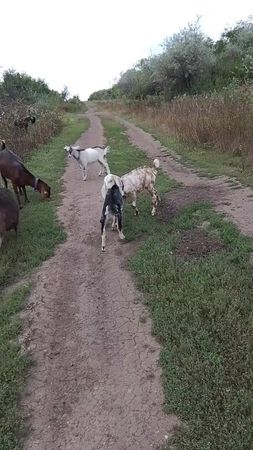 Осторожно! Кадры страшной битвы! #козлята #козы #goat🐐 #марс #козоводы 