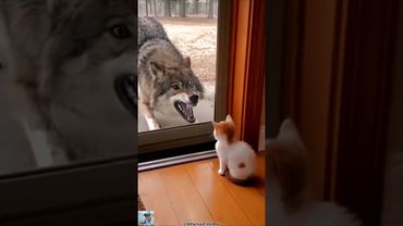 Смешные коты. #домашниеживотные #funny #cat #коты #funnycats #веселыекоты #прикольныекоты