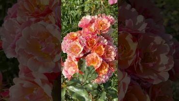 Роза Джаз цветёт без остановки больше месяца. #rose #розы #цветы #garden #flowers #rosé #jazz