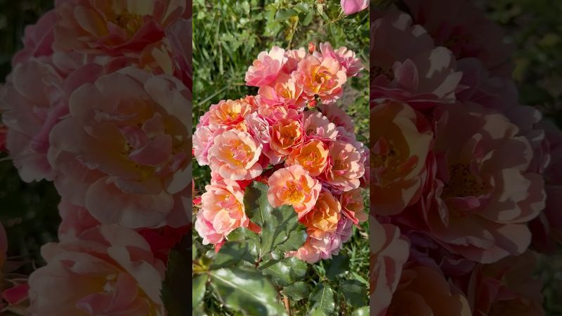 Роза Джаз цветёт без остановки больше месяца. #rose #розы #цветы #garden #flowers #rosé #jazz