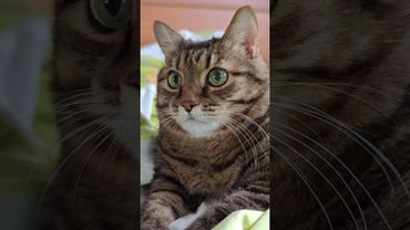 Не могу стоять 🙀😉🤔🤣 #cat #кот #юмор #котушка #приколы #цитаты