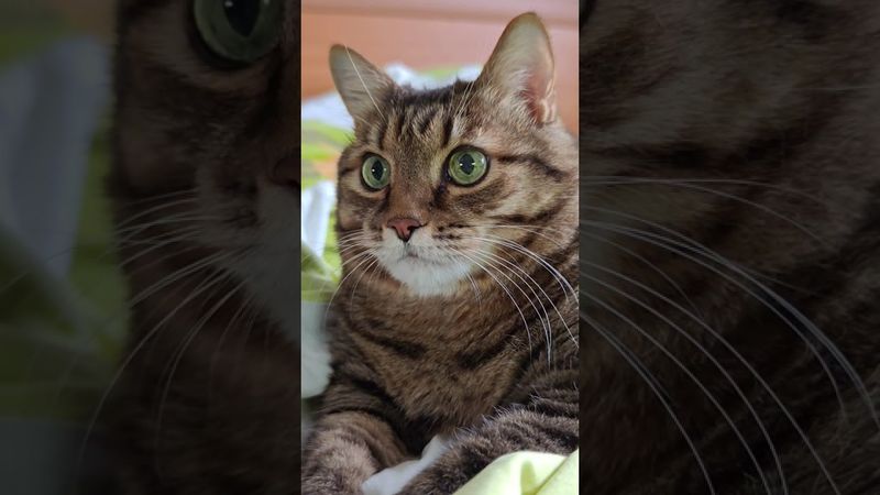 Не могу стоять 🙀😉🤔🤣 #cat #кот #юмор #котушка #приколы #цитаты