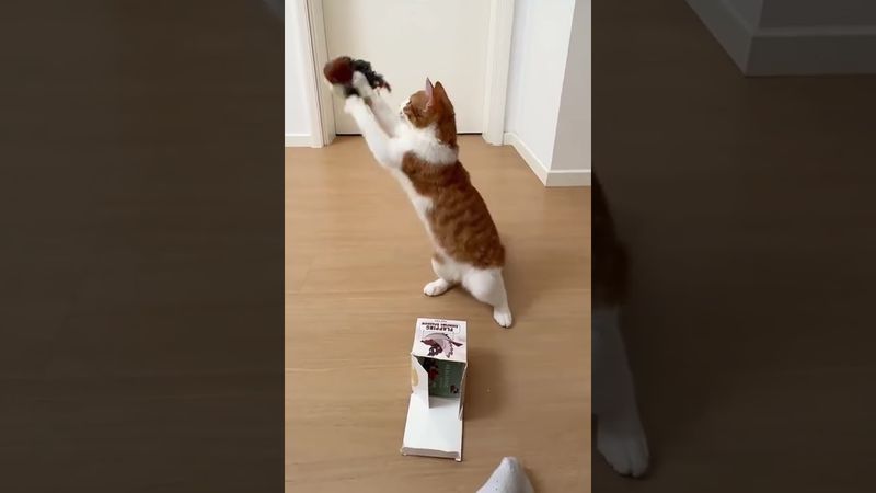 Amazing Chinese pet toys！#funny #pets #toy #cat