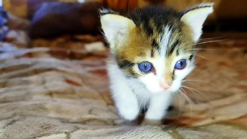 #Славянск. 11 августа 2025г. Вечер.