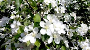 Футаж.  Яблони цветут