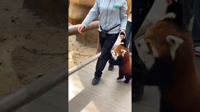 The escaped red panda was caught #funny