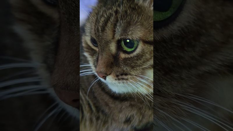 Хорошо, но мало 🙀🤔😉🤣 #cat #кот #юмор #котушка #приколы #цитаты #смех