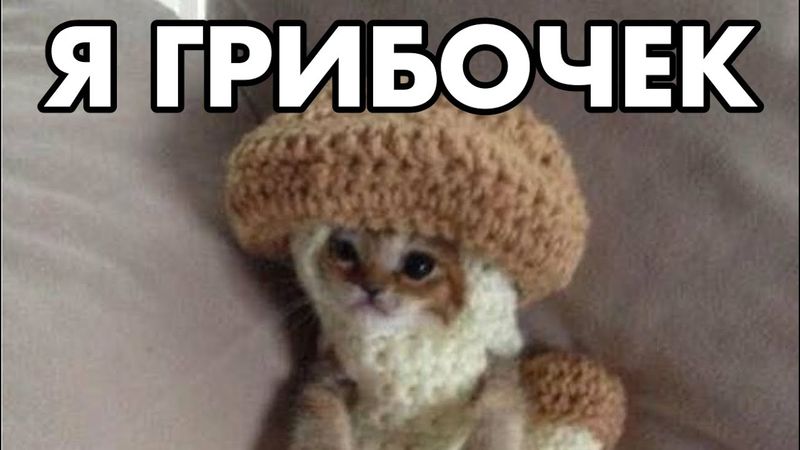 Я ГРИБОЧЕК 🍄‍🟫
