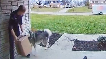 Pet Package Thieves 💥 | Best Caught on Camera Moments