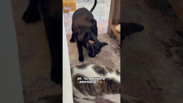 А ты веришь в вампиров?😂