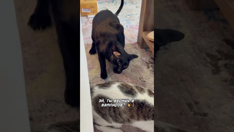 А ты веришь в вампиров?😂