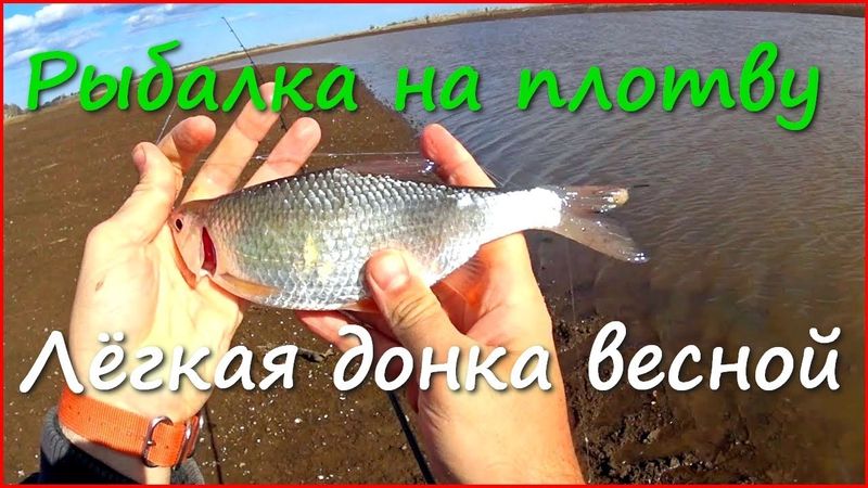 Ловля плотвы на лёгкую донку весной