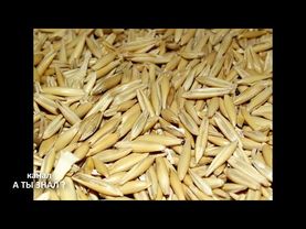 ОВСЯНЫЙ КВАС для КИШЕЧНИКА , ПЕЧЕНИ при ДИАБЕТЕ и для снижения веса