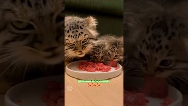 Пришли погреться милашки. Семья манулов пришли к девушке погреться, а она угостила их мясом🥰