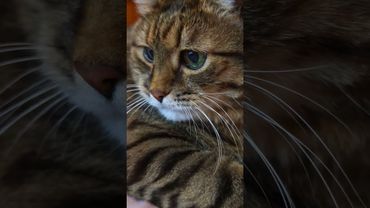 Считают 🙀🫢😉🤣 #cat #кот #юмор #котушка #приколы #цитаты