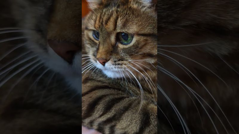 Считают 🙀🫢😉🤣 #cat #кот #юмор #котушка #приколы #цитаты