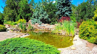 Харьковский ботанический сад не перестаёт удивлять. Ароматерапия. 3.08.2025