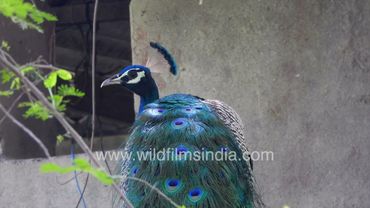 Preening Peacock settles in for a hot summer's day at the Wilderness Orchard in Delhi
