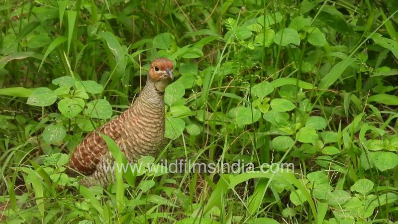 Teetar or Grey Francolin Partridge eat grass seeds in Delhi's Wilderness Orchard botanical arboretum