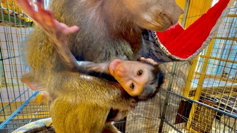 Медведи и гамадрилы ЗНАКОМЯТСЯ! Медвежат как всегда не боится только Маня)))