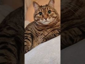 Никогда не вини🤔🙀😉😻#cat #кот #котушка #жизнь #цитаты #приколы #прикольныекоты