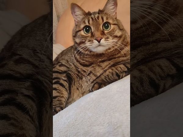 Никогда не вини🤔🙀😉😻#cat #кот #котушка #жизнь #цитаты #приколы #прикольныекоты