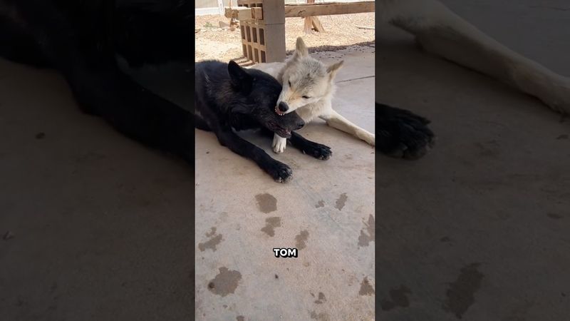 Как волки выбирают своего вожака #wolf #wolves #волки